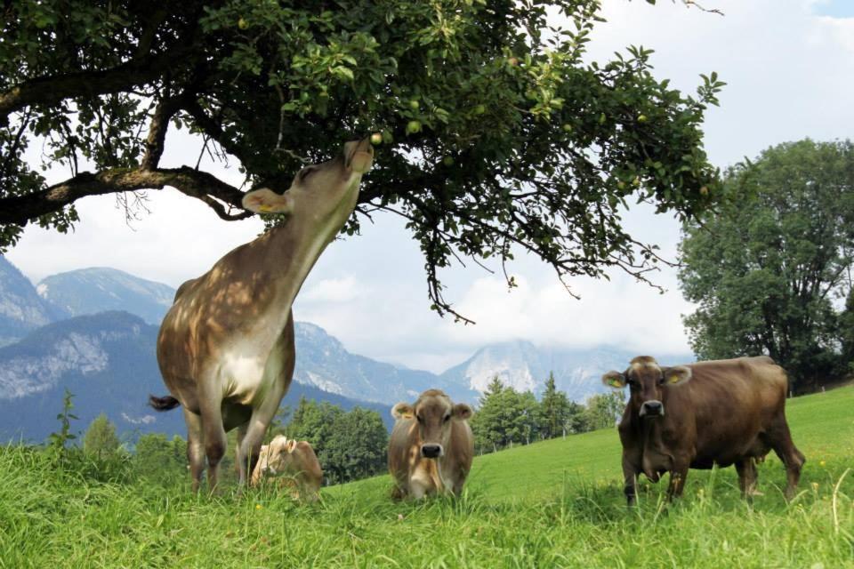 Pension Glitschnerhof Aigen im Ennstal Extérieur photo